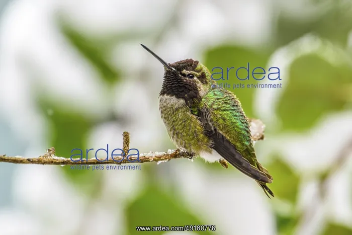 : An over-wintering Anna's Hummingbird (Calypte anna) on a cold snowy day : An over-wintering Anna's Hummingbird (Calypte anna) on a cold snowy day