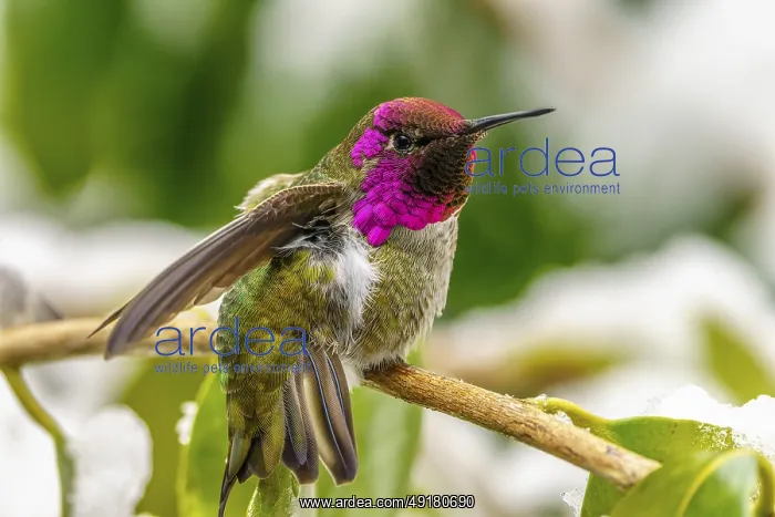 : An over-wintering Anna's Hummingbird (Calypte anna) perching on a branch in snow : An over-wintering Anna's Hummingbird (Calypte anna) perching on a branch in snow