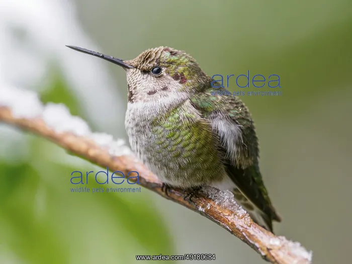 : An over-wintering Anna's Hummingbird (Calypte anna) sitting on a branch in snow : An over-wintering Anna's Hummingbird (Calypte anna) sitting on a branch in snow
