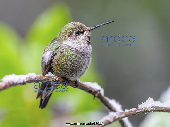 : An over-wintering Anna's Hummingbird (Calypte anna) sitting on a branch in snow : An over-wintering Anna's Hummingbird (Calypte anna) sitting on a branch in snow