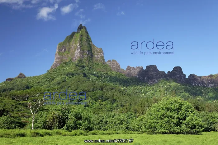 : Overgrown green mountain range with highest peak : Overgrown green mountain range with highest peak