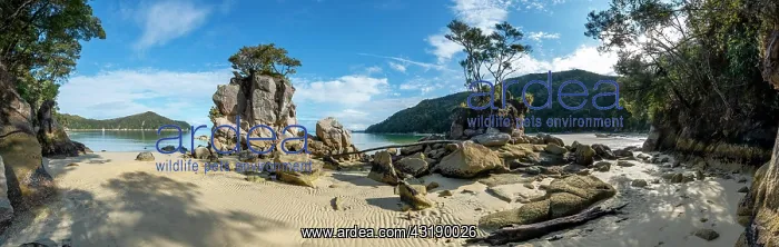 : Overgrown rock on the beach of Stillwell Bay, Abel : Overgrown rock on the beach of Stillwell Bay, Abel