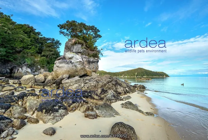 : Overgrown rock on the beach of Stillwell Bay, Abel : Overgrown rock on the beach of Stillwell Bay, Abel