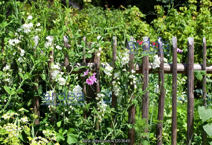 : Overgrown wooden fence of a cottage garden, open-air : Overgrown wooden fence of a cottage garden, open-air