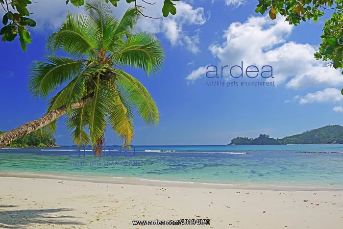 : Overhanging coconut palm, beautiful bay of Baie : Overhanging coconut palm, beautiful bay of Baie