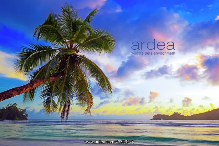 : Overhanging coconut palm at sunset in the beauti : Overhanging coconut palm at sunset in the beauti