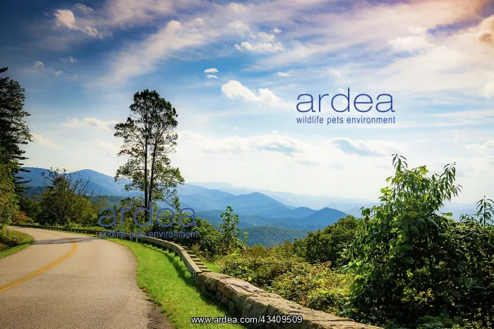 : Overlook, Blue Ridge Parkway, Smoky Mountains, USA : Overlook, Blue Ridge Parkway, Smoky Mountains, USA