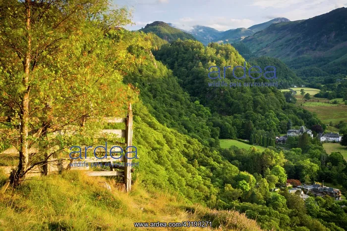  : Overlooking Borrowdale Valley, Derwentwater, Lake