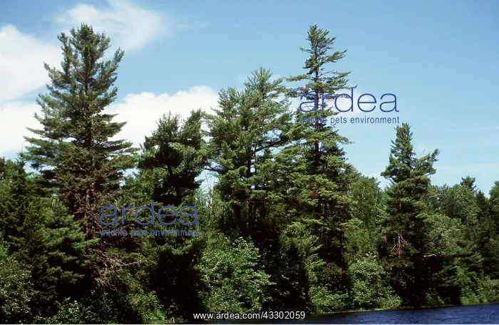  : Overmature white Pine