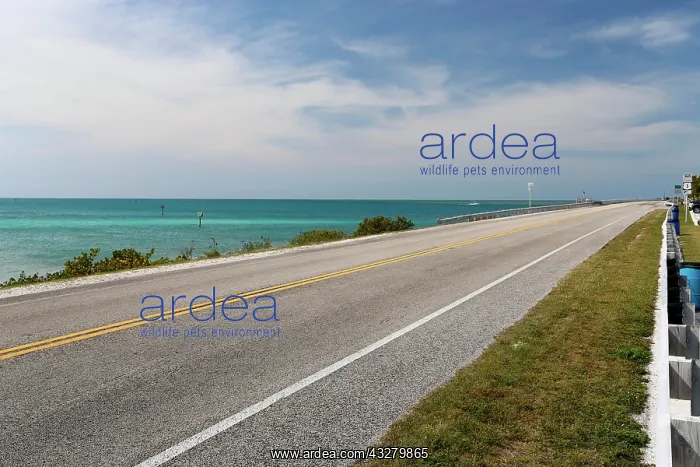 : Overseas Highway, Upper Matecumbe Key, Florida Keys : Overseas Highway, Upper Matecumbe Key, Florida Keys