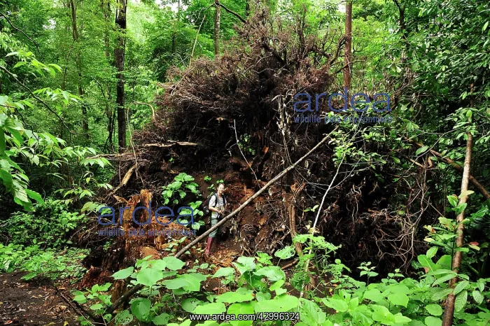 : Overthrown / fallen tree showing thin root system : Overthrown / fallen tree showing thin root system