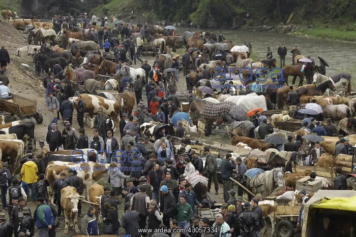 : Overview of cattle market Albac Apuseni Mountains : Overview of cattle market Albac Apuseni Mountains