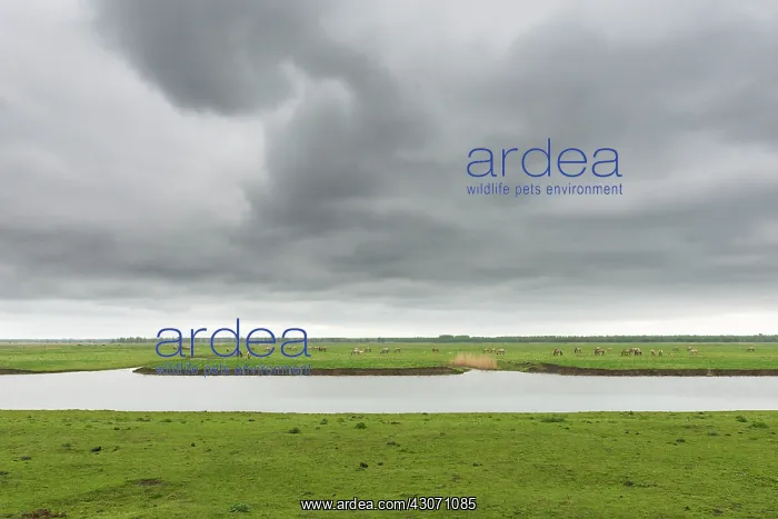 : Horse. Overview of cloudy landscape with grazing Konik Horses : Horse. Overview of cloudy landscape with grazing Konik Horses