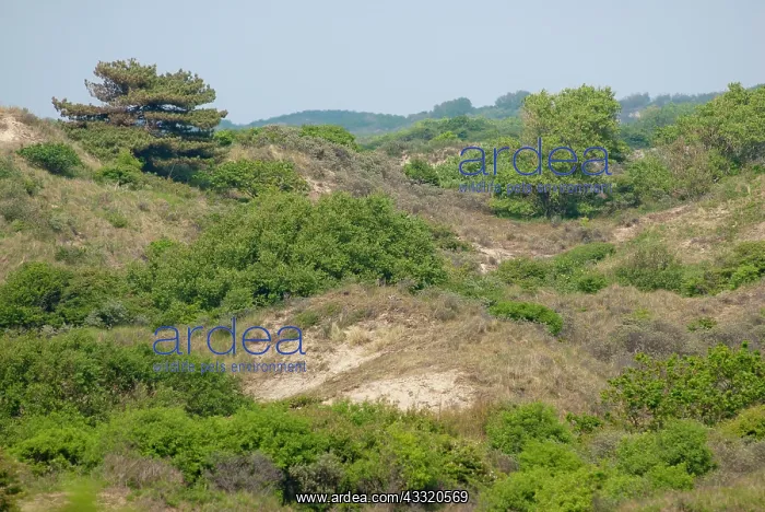 : Overview of a dune valley in Meijendel : Overview of a dune valley in Meijendel