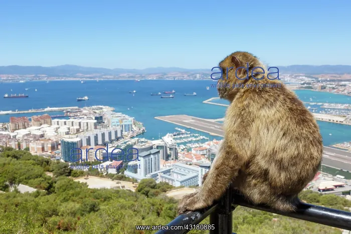: Overview Gibraltar Airport (GIB) with a macaque : Overview Gibraltar Airport (GIB) with a macaque