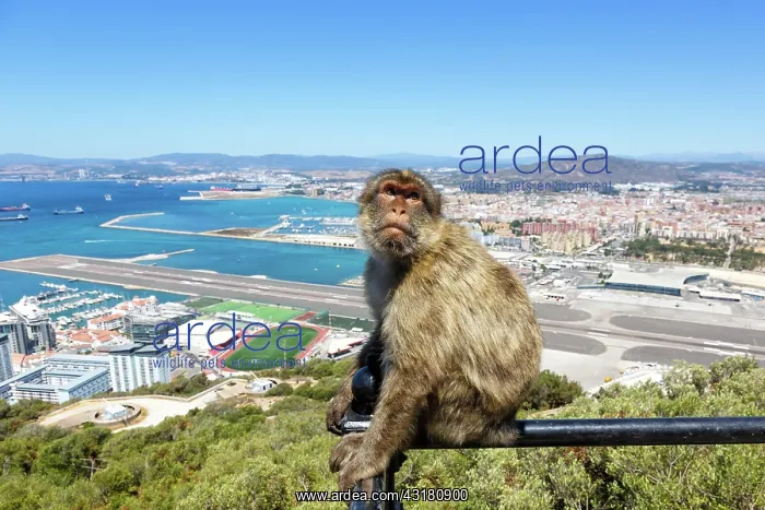 : Overview Gibraltar Airport (GIB) with a macaque : Overview Gibraltar Airport (GIB) with a macaque