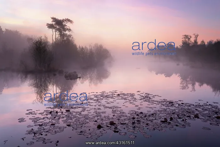 : Overview of the Haaksbergerveen during sunrise : Overview of the Haaksbergerveen during sunrise