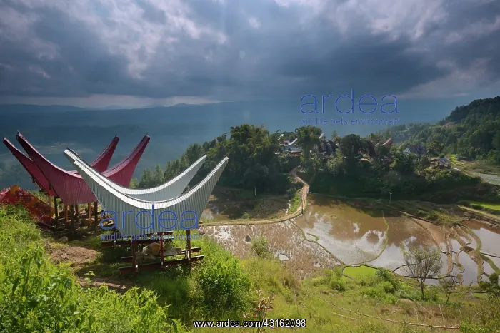  : Overview of highland showing terraces of rice fields and tra