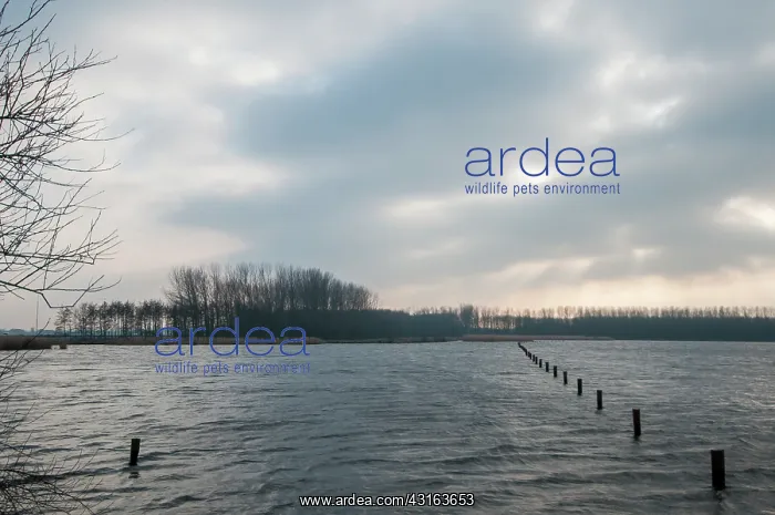 : Overview of a lake with wooden poles in the water : Overview of a lake with wooden poles in the water
