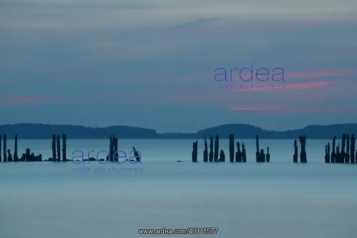 : Overview of a lake with wooden poles in the water after suns : Overview of a lake with wooden poles in the water after suns