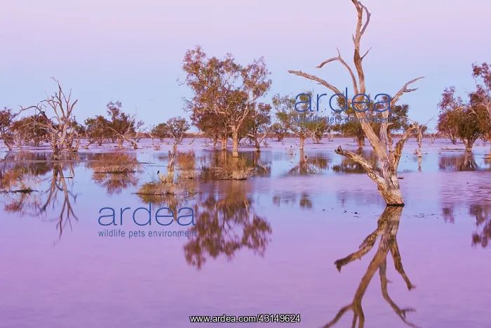 : Overview of landscape with flooded trees : Overview of landscape with flooded trees