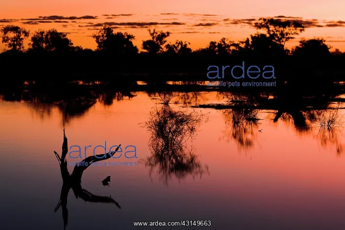 : Overview of landscape with flooded trees : Overview of landscape with flooded trees