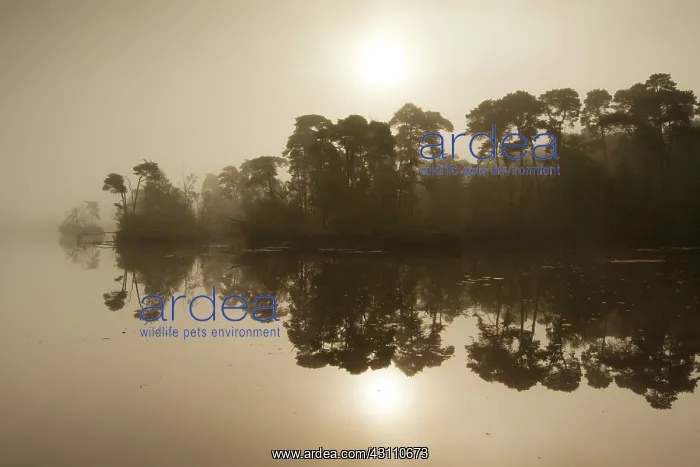 : Overview of the Oisterwijkse bossen en vennen during sunrise : Overview of the Oisterwijkse bossen en vennen during sunrise