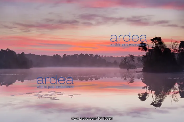 : Overview of the Oisterwijkse bossen en vennen during sunrise : Overview of the Oisterwijkse bossen en vennen during sunrise