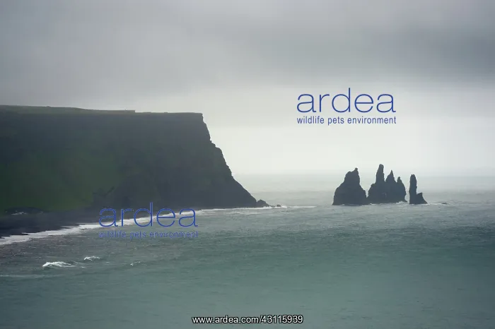 : Overview of the Reynisfjara beach near Vik, Iceland : Overview of the Reynisfjara beach near Vik, Iceland