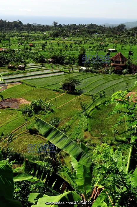 : Overview of Rice paddies landscape : Overview of Rice paddies landscape