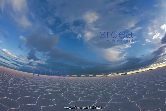 : Overview of salt flat with salt hexagon patterns : Overview of salt flat with salt hexagon patterns