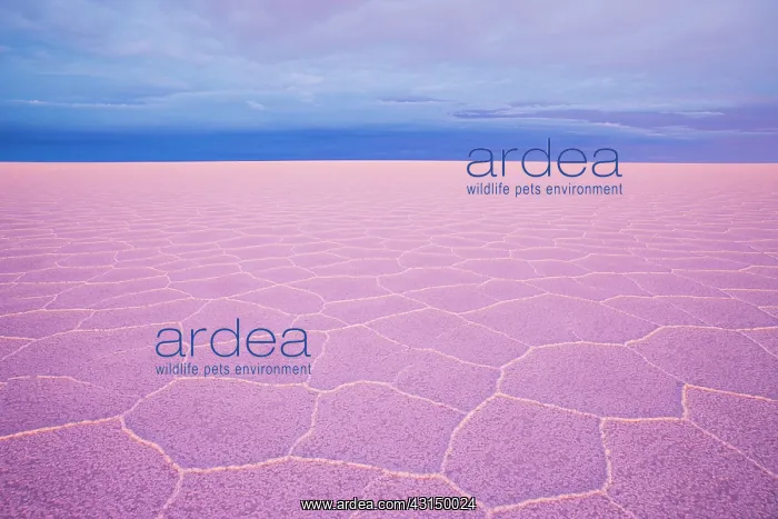 : Overview of salt flat with salt hexagon patterns at dusk : Overview of salt flat with salt hexagon patterns at dusk