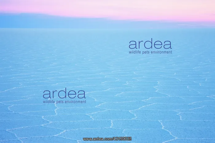 : Overview of salt flat with salt hexagon patterns at dusk : Overview of salt flat with salt hexagon patterns at dusk