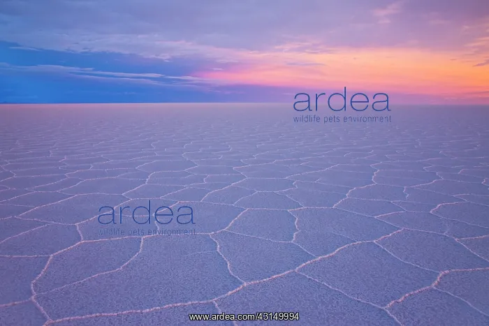 : Overview of salt flat with salt hexagon patterns at sunset : Overview of salt flat with salt hexagon patterns at sunset