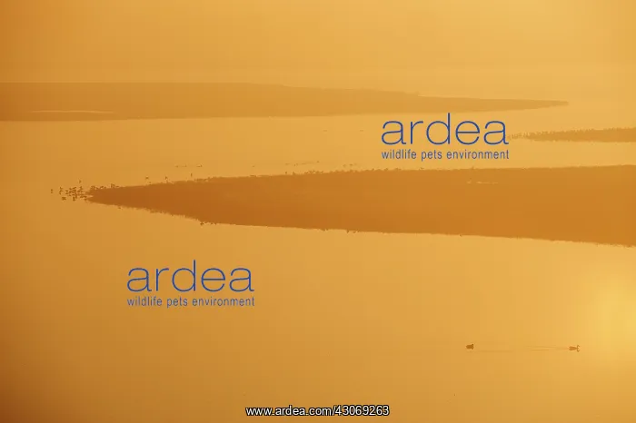 : Overview of saltmarsh at Moriaanshoofd : Overview of saltmarsh at Moriaanshoofd
