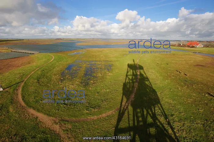 : Overview of saltmarsh with shadow of watchtower : Overview of saltmarsh with shadow of watchtower