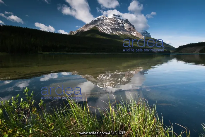 : Overview of Wapta Lake : Overview of Wapta Lake