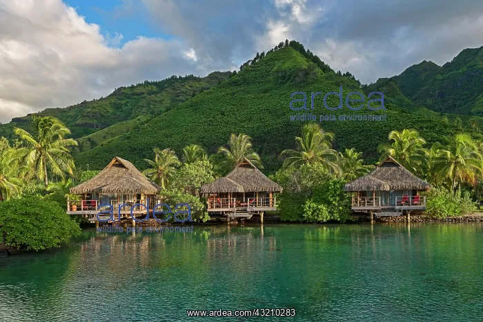 : Overwater bungalows, evening atmosphere, Moorea : Overwater bungalows, evening atmosphere, Moorea
