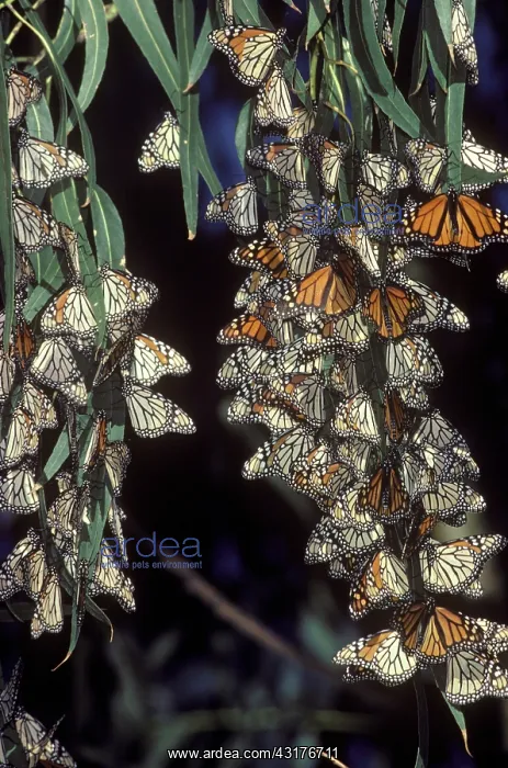 : Overwintering Monarchs : Overwintering Monarchs