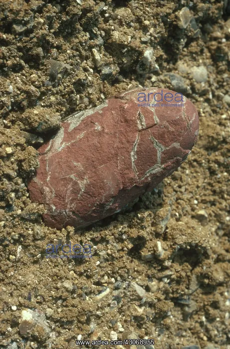 : Oviraptor Egg : Oviraptor Egg