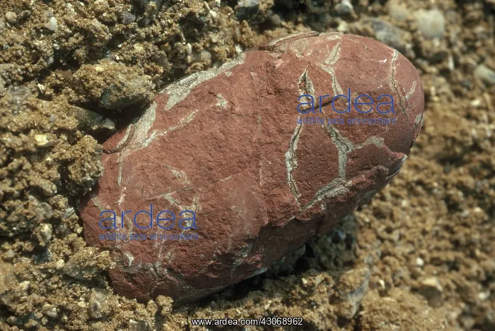 : Oviraptor Egg : Oviraptor Egg