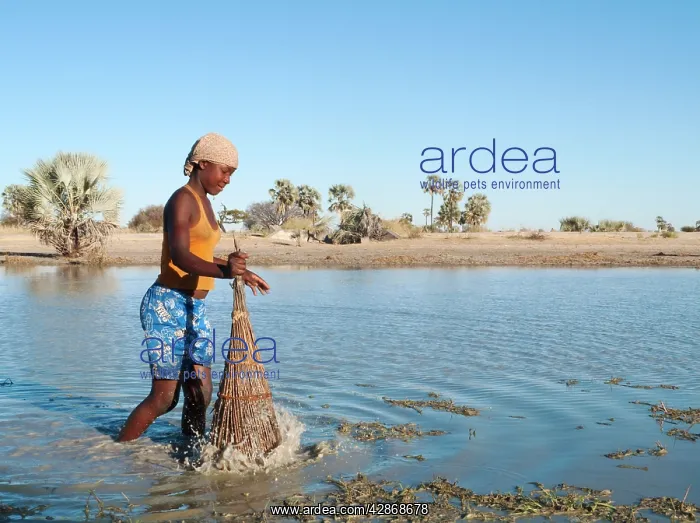 : Owambo girl fishing in a shallow pool (oshana) : Owambo girl fishing in a shallow pool (oshana)