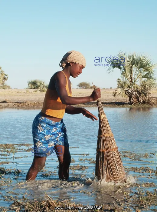 : Owambo girl fishing in a shallow pool (oshana) : Owambo girl fishing in a shallow pool (oshana)