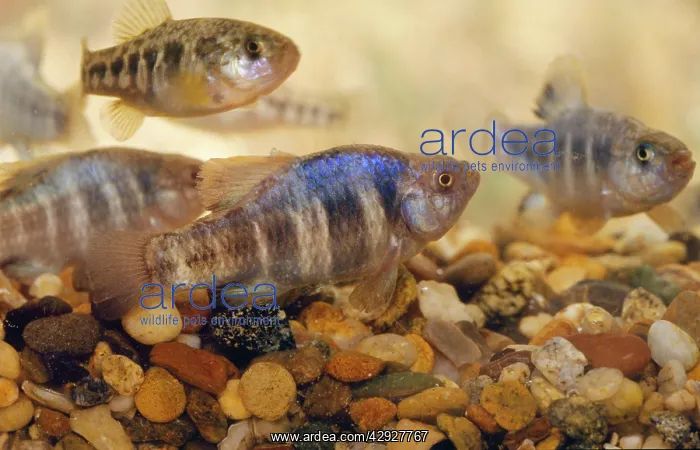 : Owens Papfish - endangered : Owens Papfish - endangered