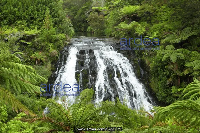 : Owharoa Falls, Karangahake Gorge, near Paeroa : Owharoa Falls, Karangahake Gorge, near Paeroa
