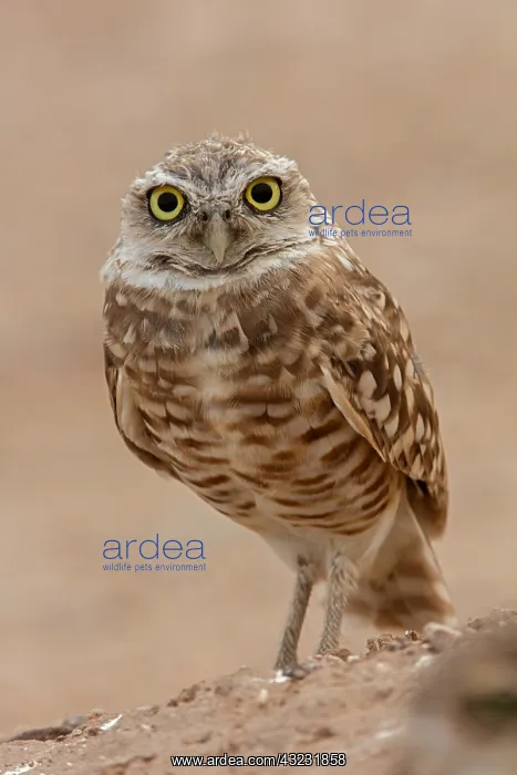  : Owl