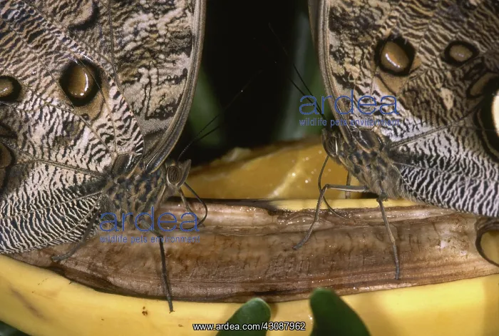 : Owl Butterflies with Banana : Owl Butterflies with Banana