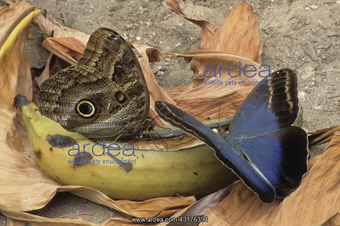 : Owl butterflies feeding on banana : Owl butterflies feeding on banana