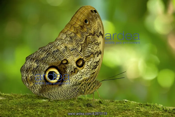 : Owl Butterfly : Owl Butterfly