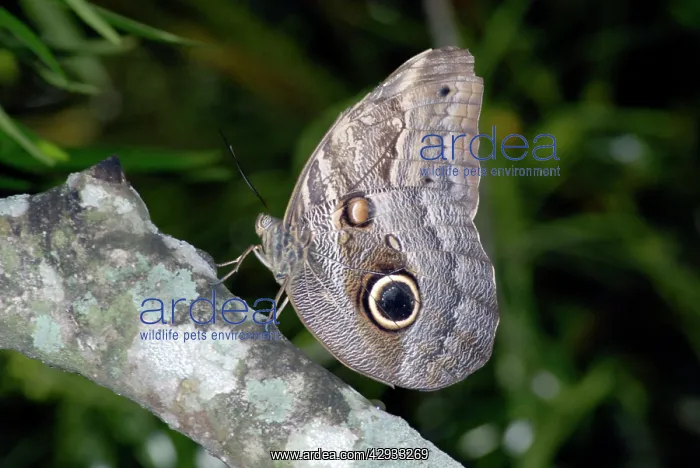 : Owl butterfly : Owl butterfly
